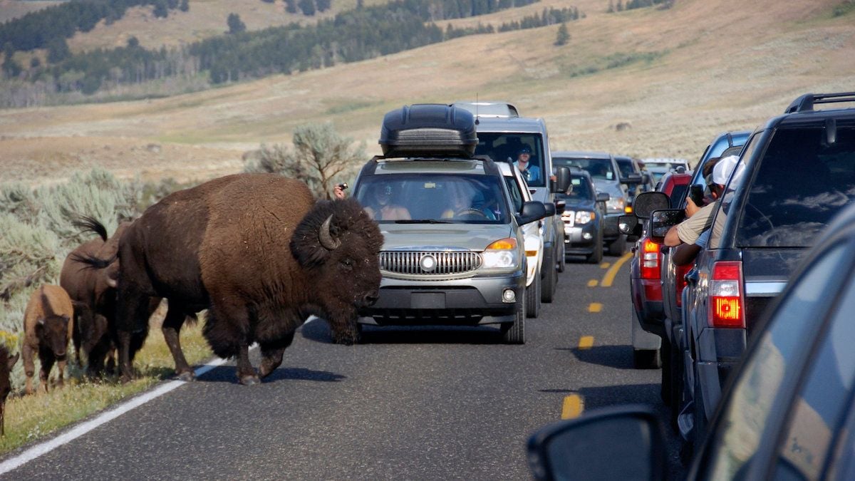 Des animaux fuient en masse le parc Yellowstone dans des vidéos virales, signe d'une catastrophe ou fausse psychose ?