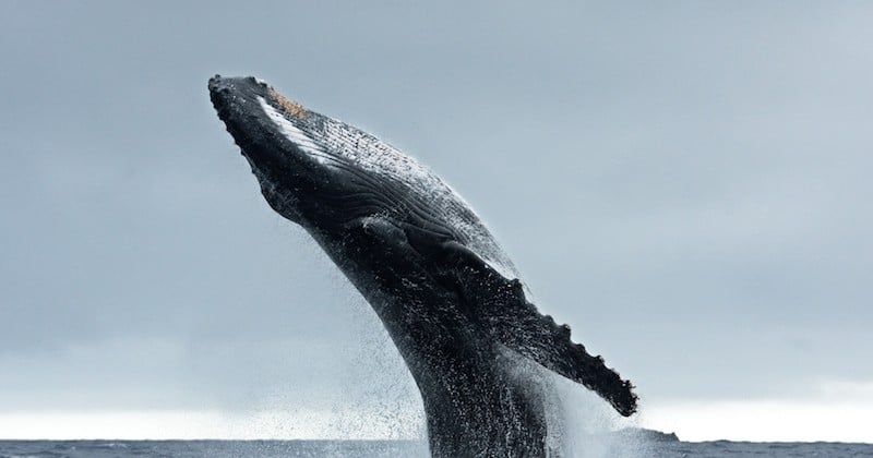 Les pêcheurs islandais n'ont chassé aucune baleine en 2019 alors qu'ils en ont le droit