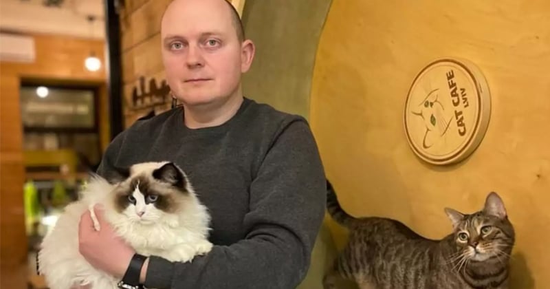 Ukraine : pour ne pas abandonner ses animaux, ce gérant d'un bar à chats a décidé de ne pas fuir son pays
