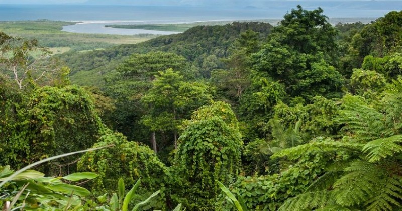 D'ici 2050, un milliard d'arbres vont être plantés en Australie pour atteindre ses objectifs climatiques