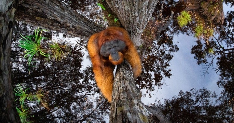 La photo de cet orang-outan a remporté un prix de photographie grâce à son illusion d'optique impressionnante