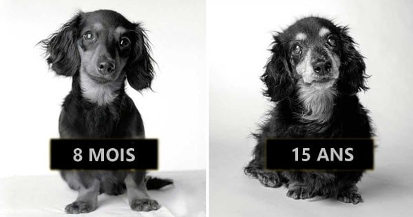 Ces photos avant/après montrent l'évolution des chiens, des premières aux dernières années de leurs vies...