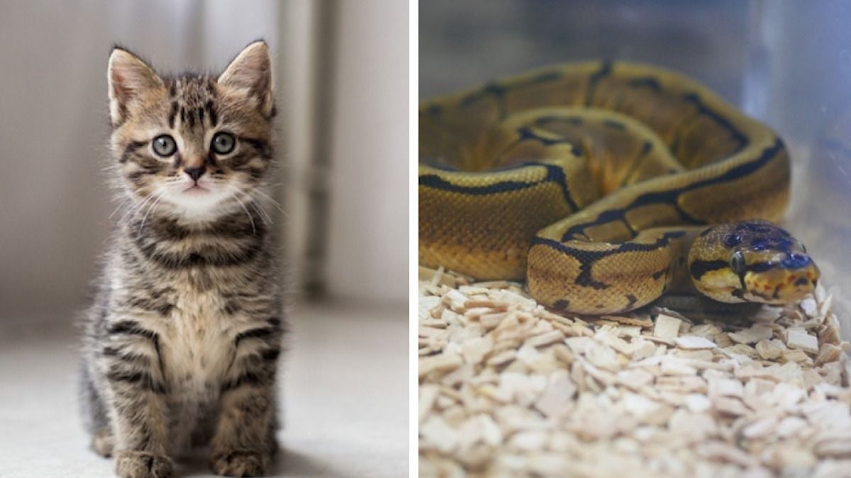 Un chaton / serpent détenu dans un terrarium 