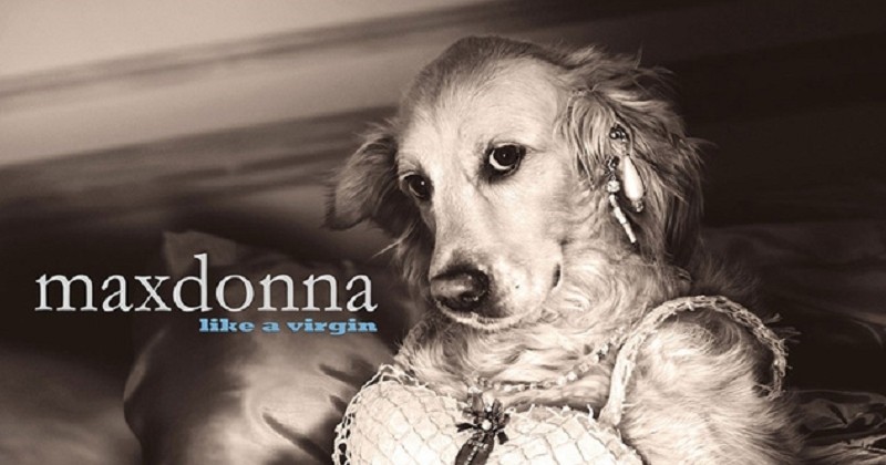 Il recrée avec génie les photos les plus célèbres de Madonna avec son chien 