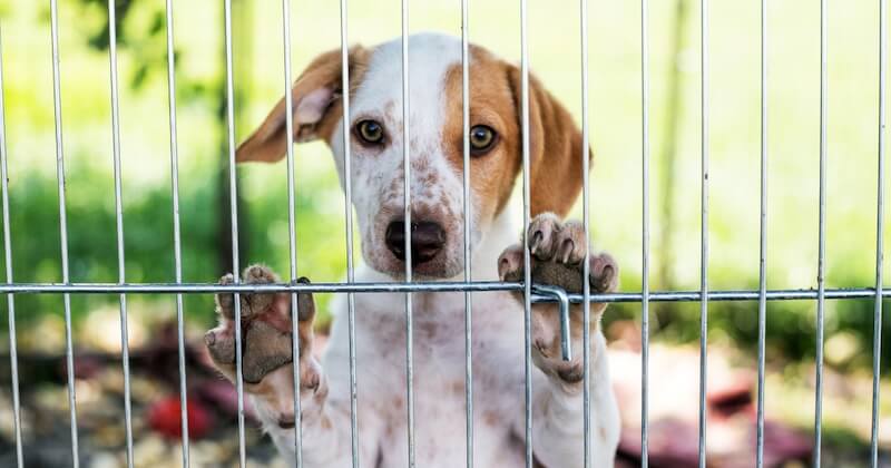 Lambert Wilson, David Hallyday, Nathalie Baye... ces célébrités poussent un coup de gueule contre la vente d'animaux dans les animaleries et sur le web 