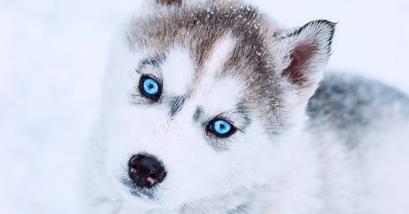 Top 15 des plus belles races de chiens aux yeux bleus