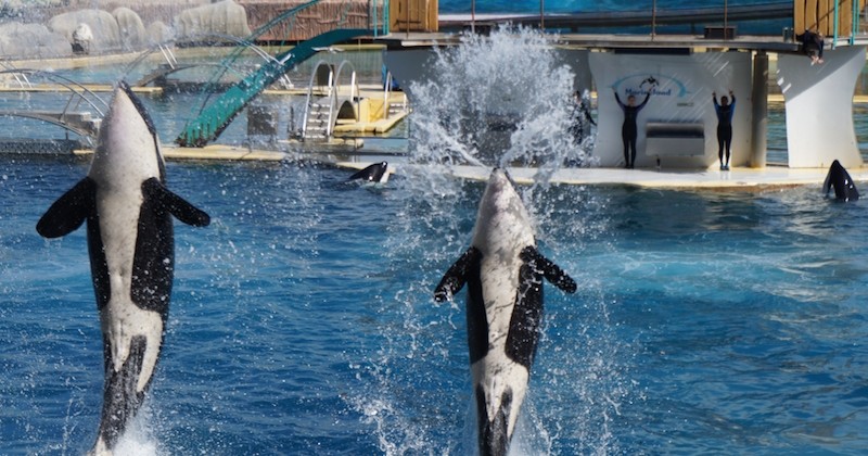 Une association accuse Marineland d'Antibes d' « actes de cruauté » envers une orque