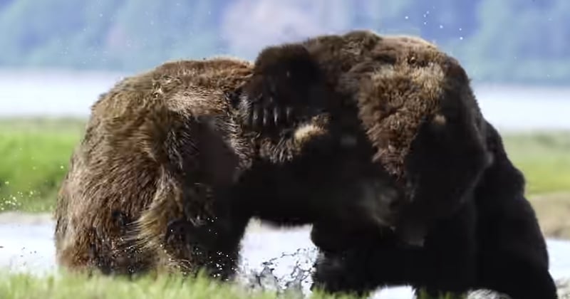 Cette vidéo d'un affrontement terrifiant entre deux ours gigantesques fait le tour du web