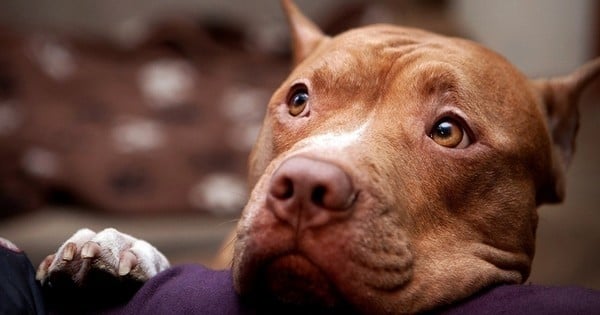 Un enfant écrit des lettres à son chien mort ! Ce qui est arrivé ensuite est juste génial...