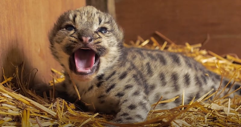 Angleterre : naissance d'un bébé léopard des neiges, un événement particulièrement rare