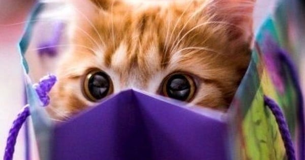 9 choses qu'on ne sait pas forcément sur les chats !