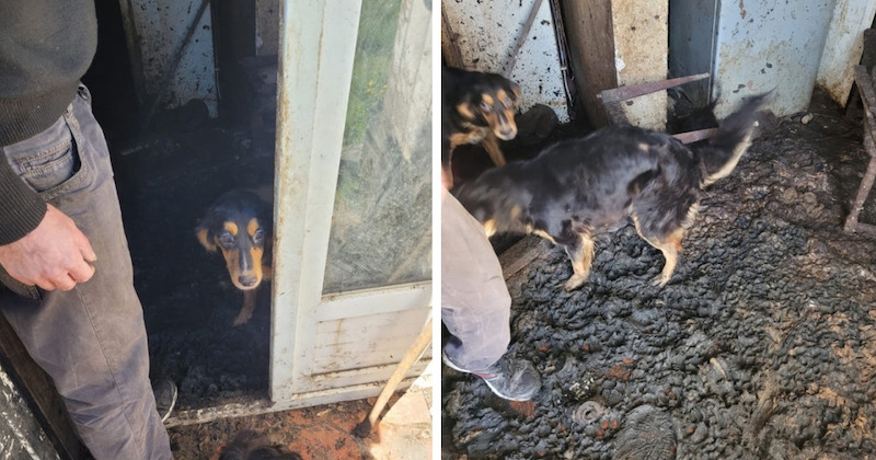 La SPA de Périgueux a fait une terrible découverte en intervenant au domicile d'un propriétaire de chiens