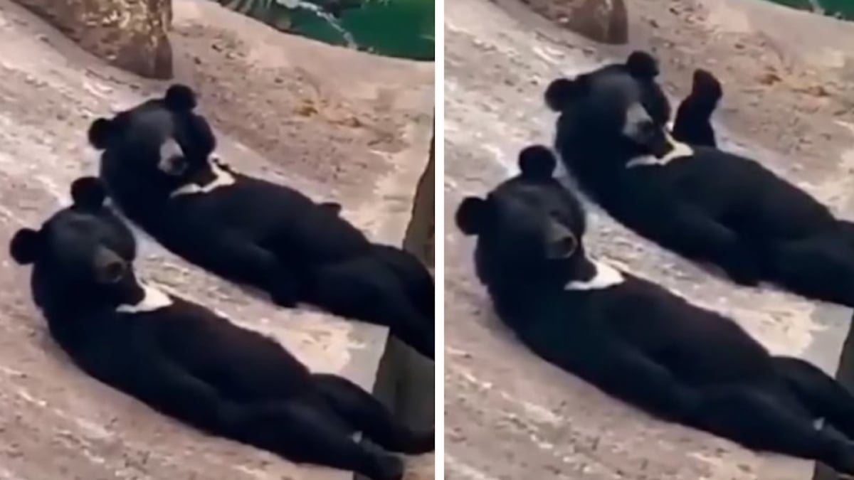 Cette vidéo de deux ours en train de saluer les visiteurs d'un zoo laisse les internautes perplexes 