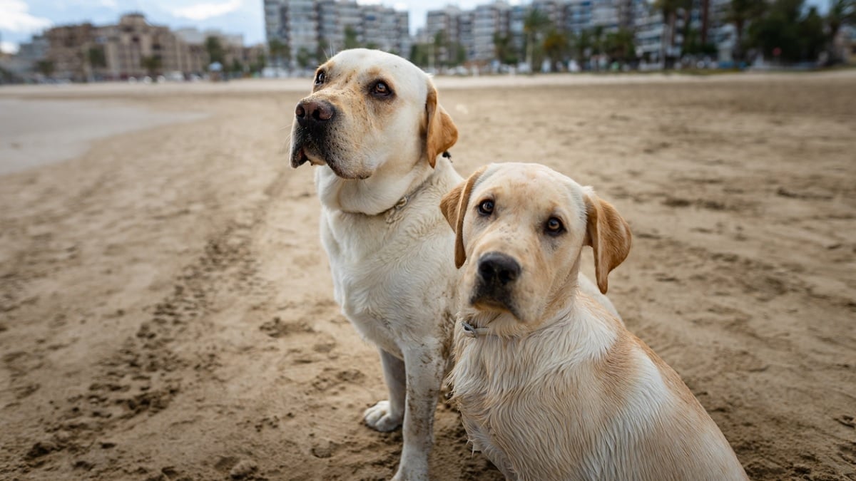 Sa femme prête trop d'attention à leur deux chiens, il les abat pour « sauver son mariage »