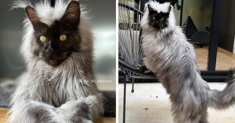 Voici Richie, un Maine Coon devenu une superstar sur Instagram grâce à son poil atypique 