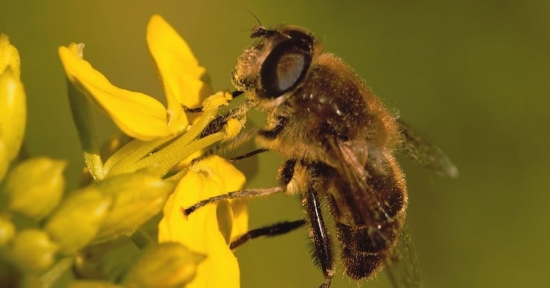 Une étude révèle que 80% des insectes volants ont disparu en Europe sur les 30 dernières années