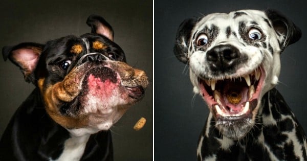 20 photos géniales de chiens tentant d'attraper de la nourriture en plein vol. Le rendu est top !