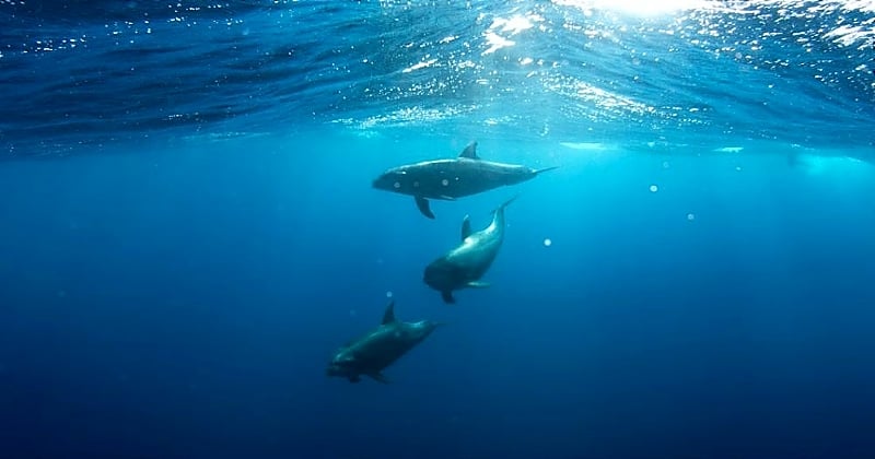 Une nouvelle étude révèle que les dauphins peuvent se reconnaître grâce au goût de leur urine