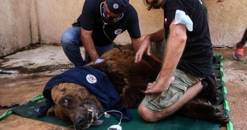 Deux ours syriens, qui vivaient dans des conditions exécrables au Liban, vont être transférés dans un refuge aux États-Unis 