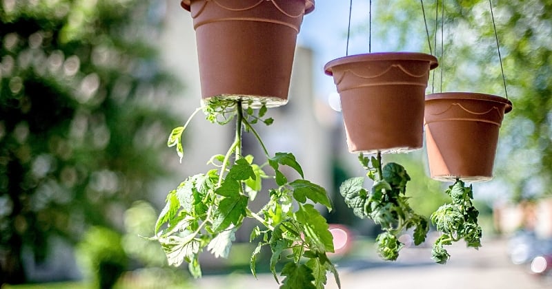 Pourquoi faut-il planter ses plantes à l'envers pour les faire pousser plus rapidement ?