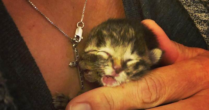 États-Unis : un chaton naît avec deux visages