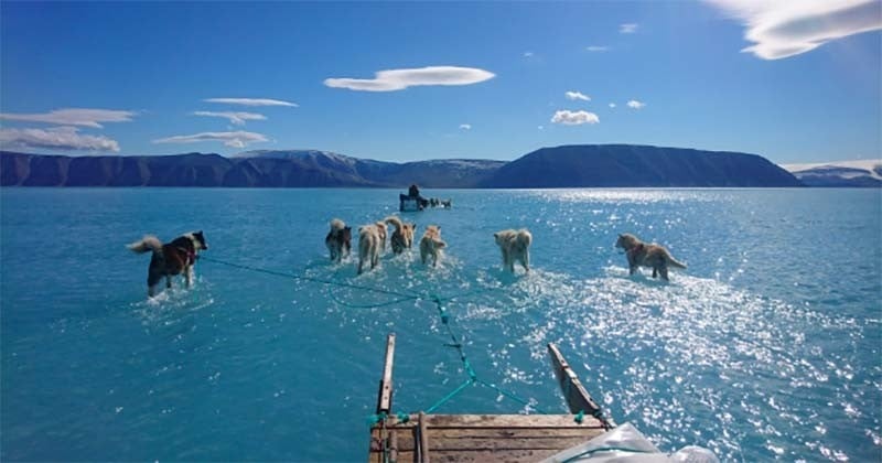 Prise par un scientifique, cette photo montre des chiens marcher sur l'eau mais aussi la preuve d'un problème bien plus grave