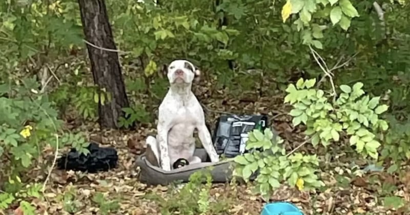 Un chiot abandonné dans les bois avec toutes ses affaires a été secouru par une association 