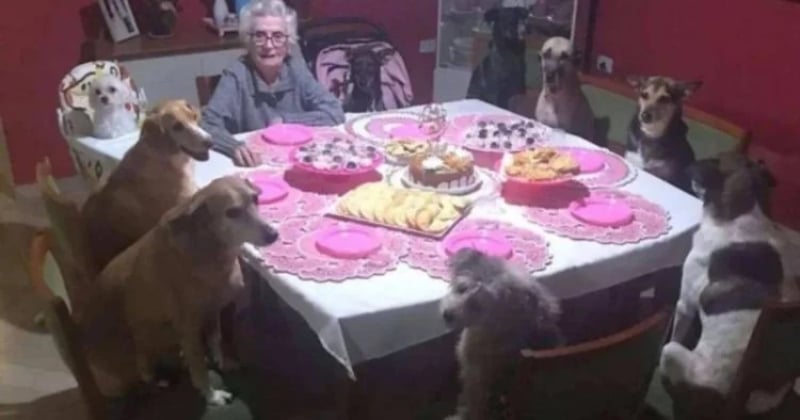Cette grand-mère fête ses 89 ans entourée de... ses 10 chiens