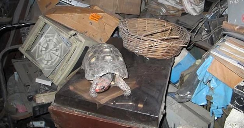 30 ans après sa disparition, cette tortue a été retrouvée dans le grenier de la maison familiale