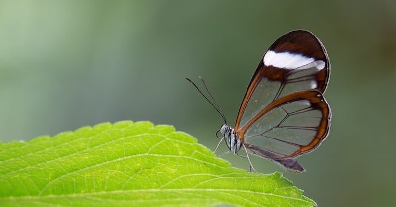 papillon zeugma aile odas