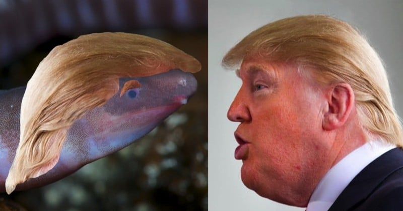 Découvrez cet amphibien surnommé « Donald Trump », en référence au climatoscepticisme du président américain