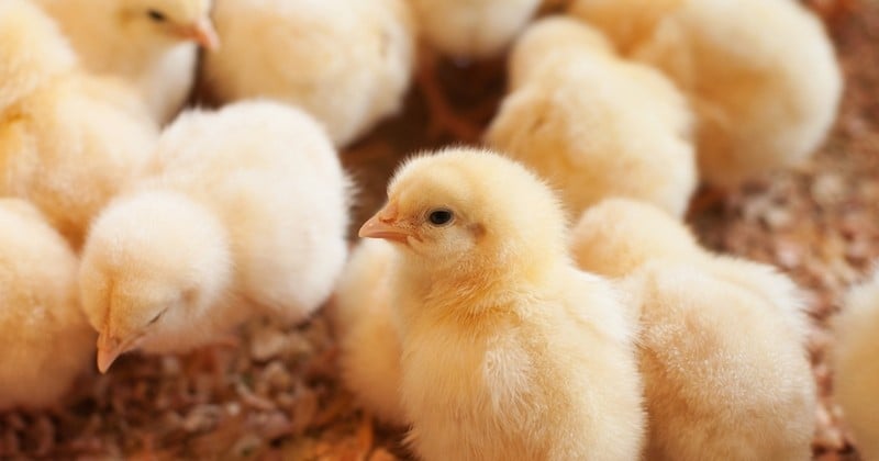 Bien-être animal : le broyage des poussins et la castration à vif des porcelets bientôt interdits