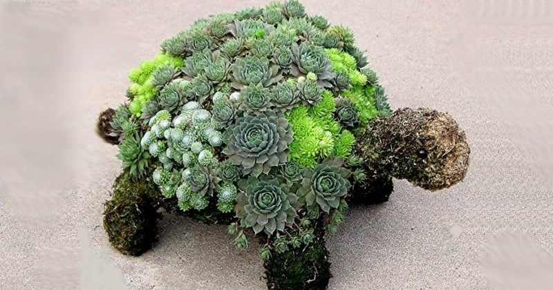 Voilà comment faire une tortue-jardin avec des plantes grasses et de la mousse !