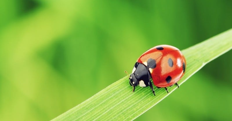 La ville de Caen donne gratuitement des coccinelles aux habitants pour qu'ils abandonnent les pesticides