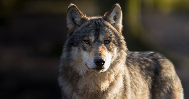 Un loup gris aperçu en pleine journée dans les Côtes d'Armor, une première