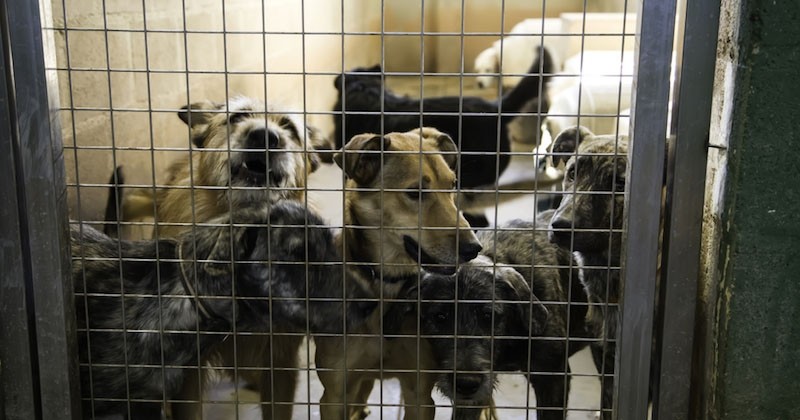 En Seine-et-Marne, 156 animaux retrouvés dans un élevage illégal, vivant dans des conditions insalubres 