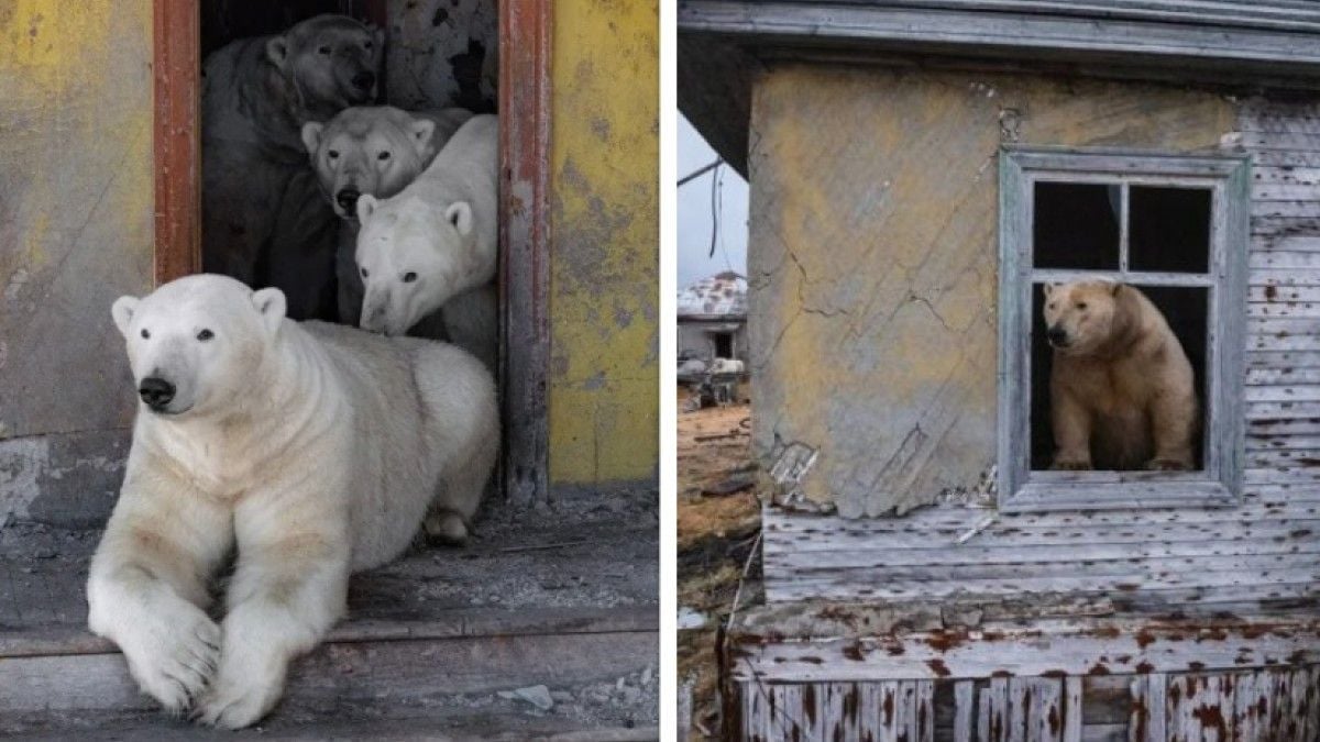 Les ours polaires dans la base soviétique abandonnée