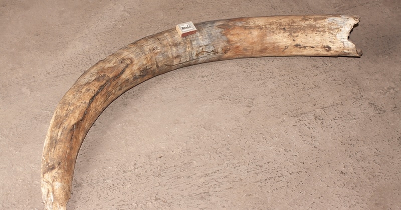 Une défense de mammouth ayant passée 100 000 ans dans l'océan Pacifique à été retrouvée à 3000 mètres de profondeur