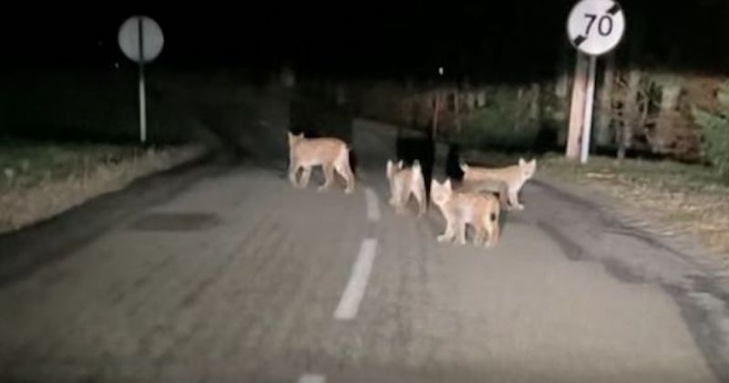 Doubs : elle tombe nez à nez avec une famille de lynx en pleine nuit sur la route