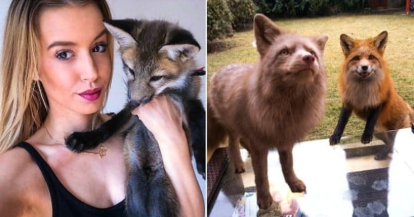 Passionnée par les renards, cette jeune femme accueille chez elle ceux qui sont abandonnés par leurs mères