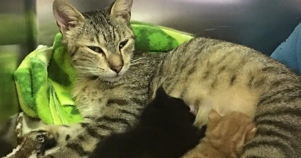 Après avoir été séparés, ces chatons retrouvent enfin leur maman... Vous allez craquer devant la vidéo !