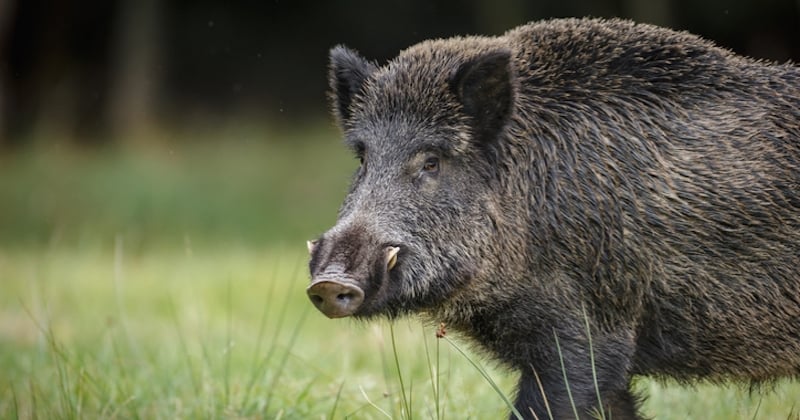  Attaqués par un sanglier en pleine nuit, 2 touristes belges passent la nuit dans un arbre et écopent de deux... amendes ! 