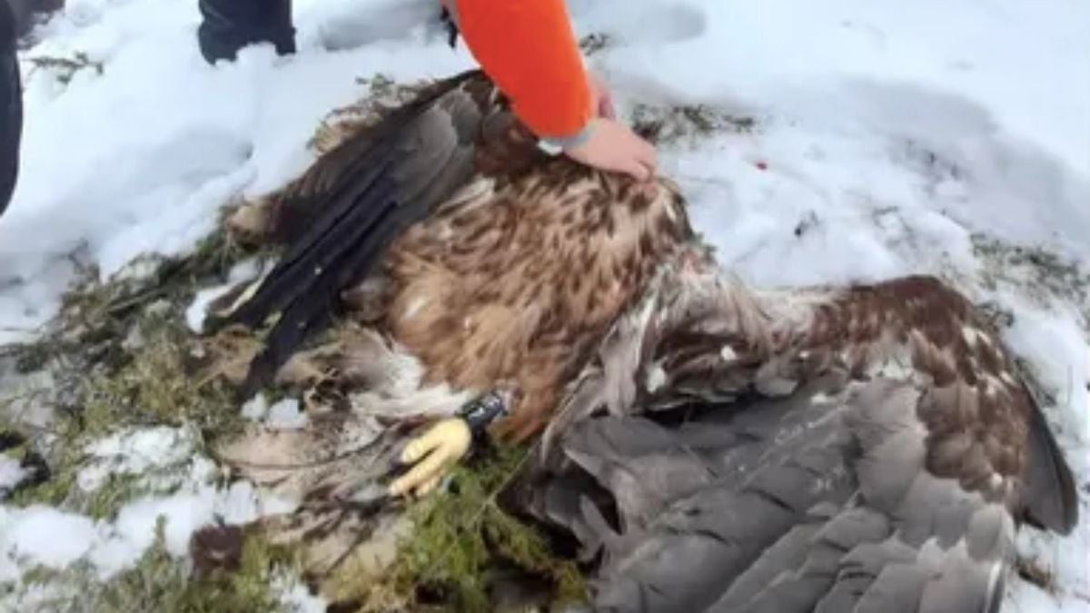 « Un acte gratuit insupportable » : un aigle menacé d'extinction abattu par 2 chasseurs, en Isère