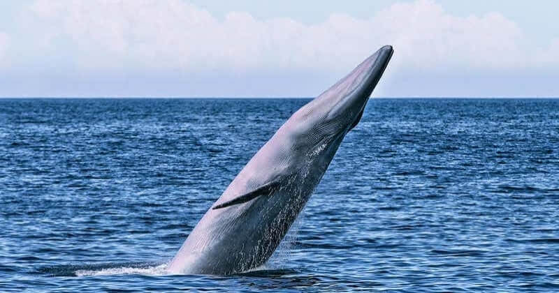 Une nouvelle espèce de baleine découverte dans le golfe du Mexique