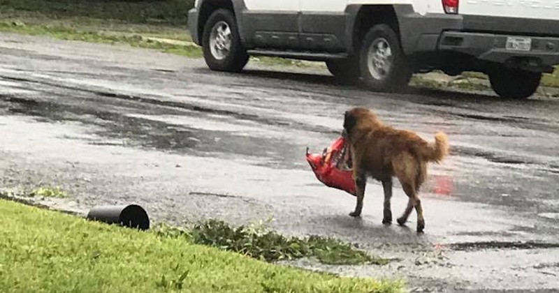 Un chien fuit les intempéries en emportant ses croquettes durant la tempête Harvey