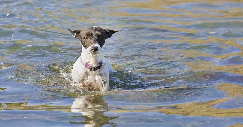 Dans le Pas-de-Calais, un riverain secourt un chien tombé dans un canal et lui offre un abri pour la vie 