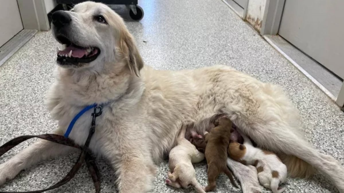 Après avoir perdu ses petits, une chienne errante adopte une portée de chiots orphelins dans un refuge 
