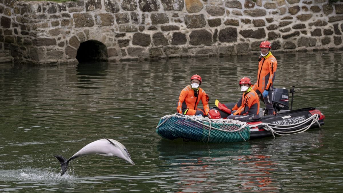 En Bretagne, un dauphin est piégé dans un port, les habitants se mobilisent pour le sauver