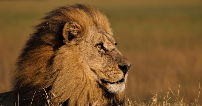 Lion : 10 choses que vous ignoriez sur le roi de la savane 