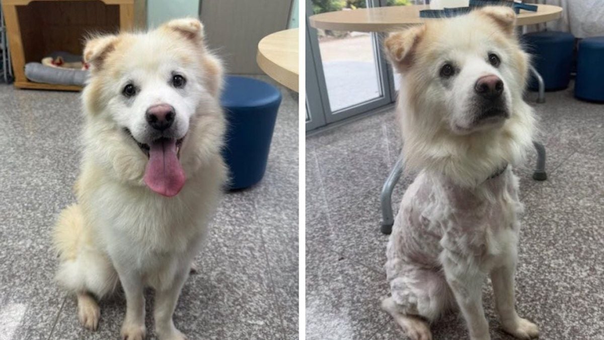 Ils adoptent un chien au refuge et le rendent 7 heures plus tard... complètement transformé